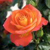Burst Of Joy - 5 Gallon>Roger's Gardens Fashion