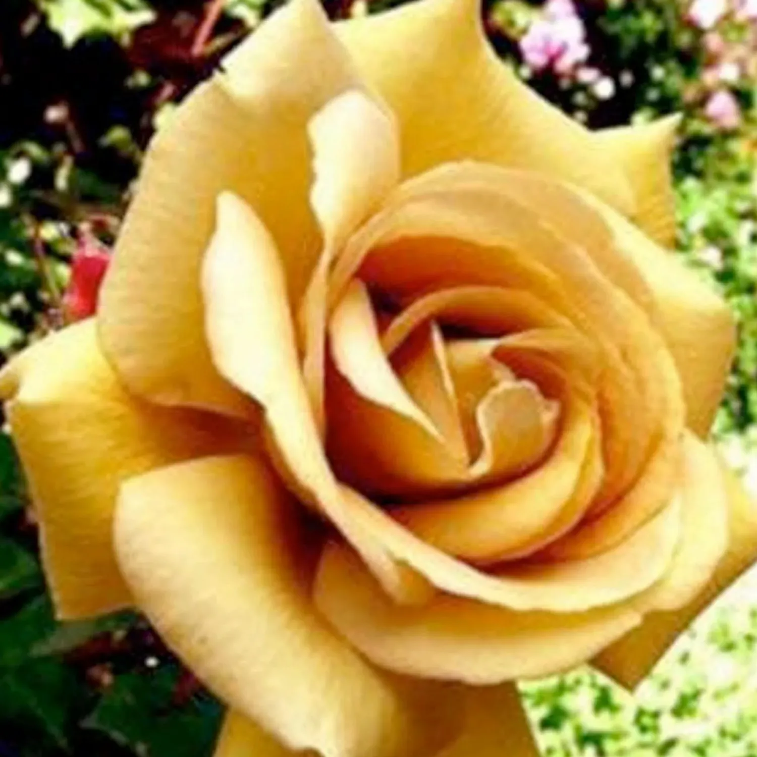 butterscotch__climbing__staked__gallon_0.webp Butterscotch - Climbing - Staked -15 Gallon>Roger's Gardens Cheap