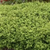 Buxus 'Green Beauty' - Green Beauty Boxwood - 2 Gallon>Roger's Gardens Online