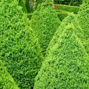 Buxus 'Green Mountain' - Green Mountain Boxwood - 5 Gallon>Roger's Gardens New