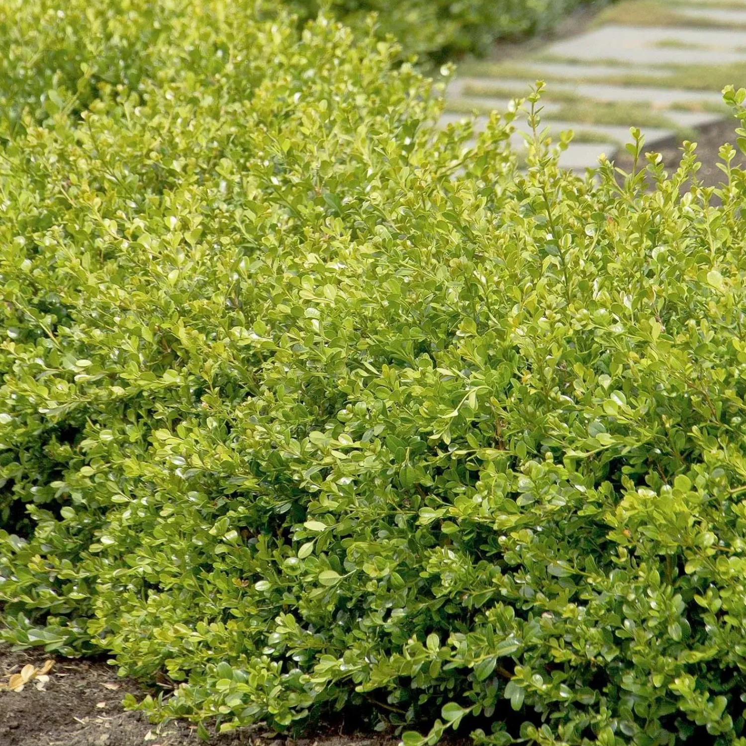buxus_winter_gem__winter_gem_boxwood___gallon_0-5.webp Buxus 'Winter Gem' - Winter Gem Boxwood - 5 Gallon>Roger's Gardens Cheap