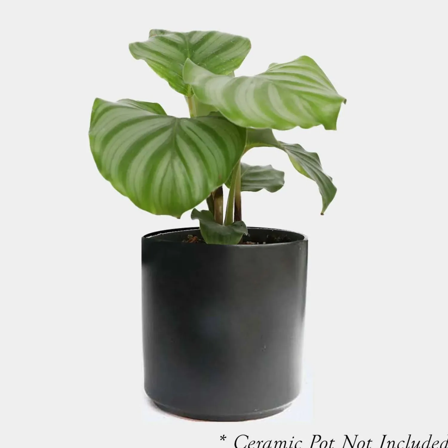 calathea_orbifolia__in_0.webp Calathea Orbifolia - 4In>Roger's Gardens Shop