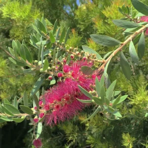 Callistemon 'Bottle Pop Neon Pk'™ - Bottle Pop Neon Pink Bottlebrush - 5 Gallon>Roger's Gardens Fashion