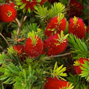 Callistemon 'Little John' - Little John Dwarf Bottlebrush - 1 Gallon>Roger's Gardens Shop