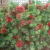 Callistemon 'Little John' - Little John Dwarf Bottlebrush - 5 Gallon>Roger's Gardens Discount