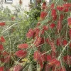 Callistemon Viminalis 'slim'™ - Slim Bottlebrush - 5 Gallon>Roger's Gardens Outlet