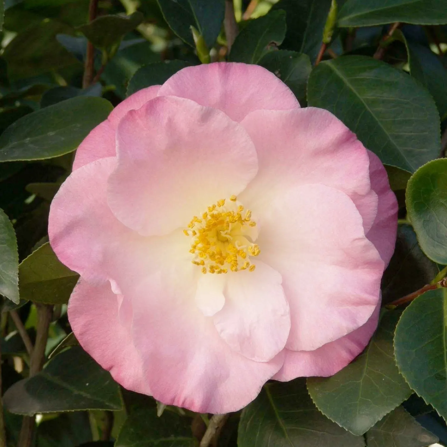 camellia_april_remembered__april_remembered_ice_angels_camellia___gallon_0.webp Camellia 'April Remembered'® - April Remembered Ice Angels Camellia - 5 Gallon>Roger's Gardens New