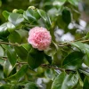 Camellia Japonica 'Debutante' - Debutante Camellia - 2 Gallon>Roger's Gardens Best