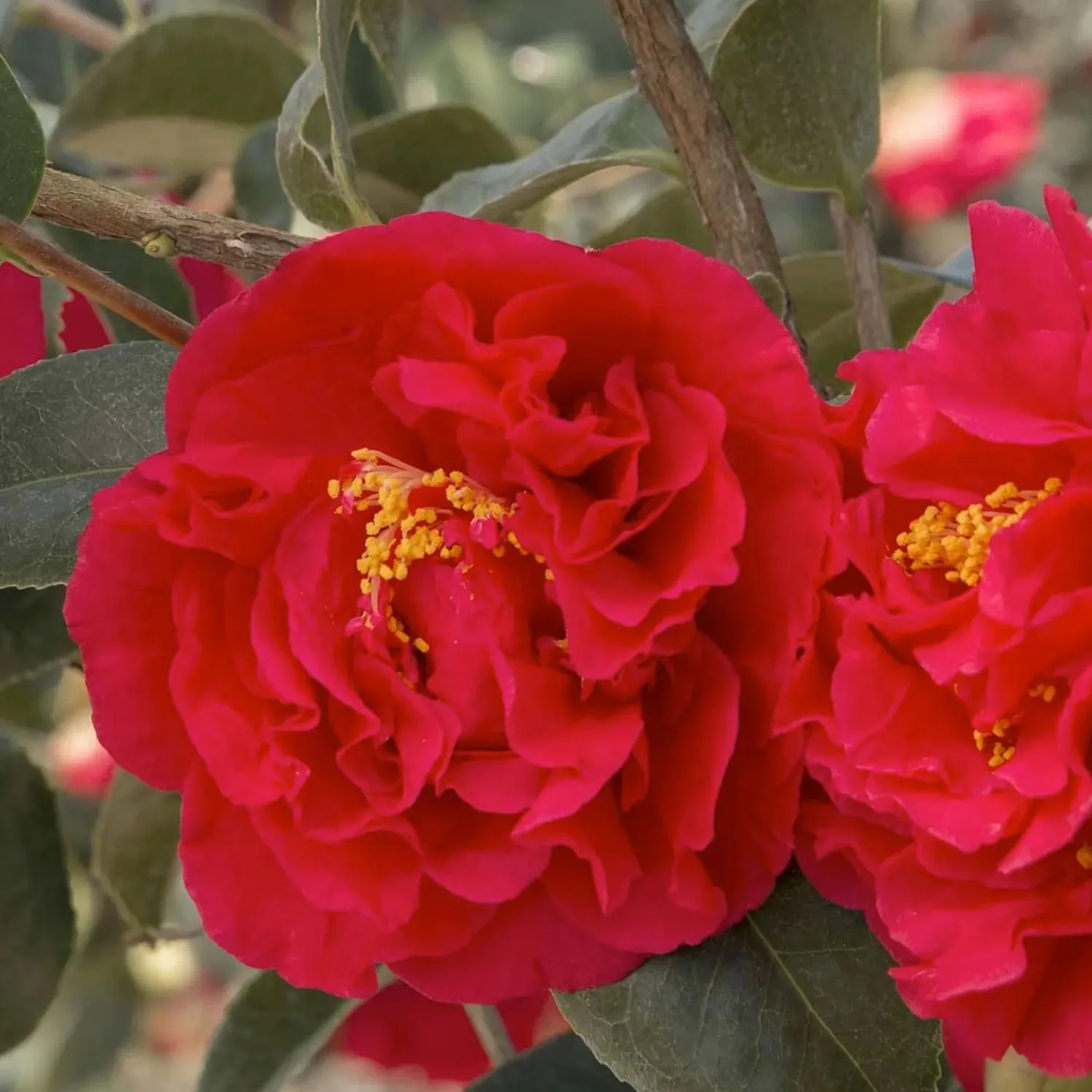 camellia_kramers_supreme__kramers_supreme_camellia___gallon_0-1.webp Camellia 'Kramer's Supreme' - Kramer's Supreme Camellia - 7 Gallon>Roger's Gardens Best