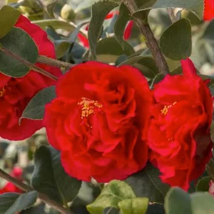 Camellia 'Kramer's Supreme' - Kramer's Supreme Camellia - 5 Gallon>Roger's Gardens Sale