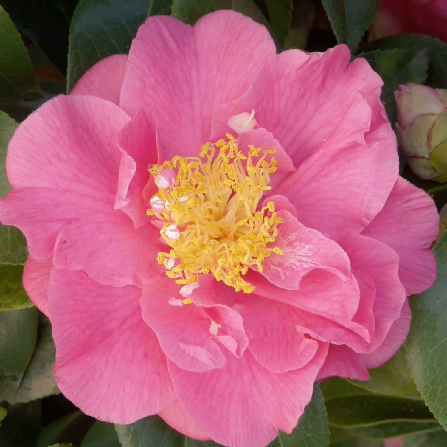 camellia_kumasaka__kumasaka_camellia___gallon_0.webp Camellia 'Kumasaka' - Kumasaka Camellia - 5 Gallon>Roger's Gardens New