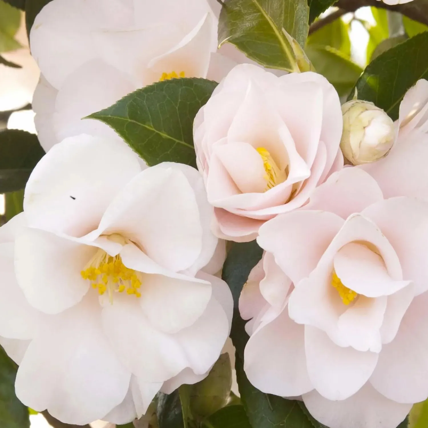 camellia_magnoliaeflora__magnoliaeflora_camellia___gallon_0.webp Camellia 'Magnoliaeflora' - Magnoliaeflora Camellia - 5 Gallon>Roger's Gardens Flash Sale