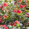 Camellia 'Mathotiana Supreme' - Mathotiana Supreme Camellia - 5 Gallon>Roger's Gardens Cheap