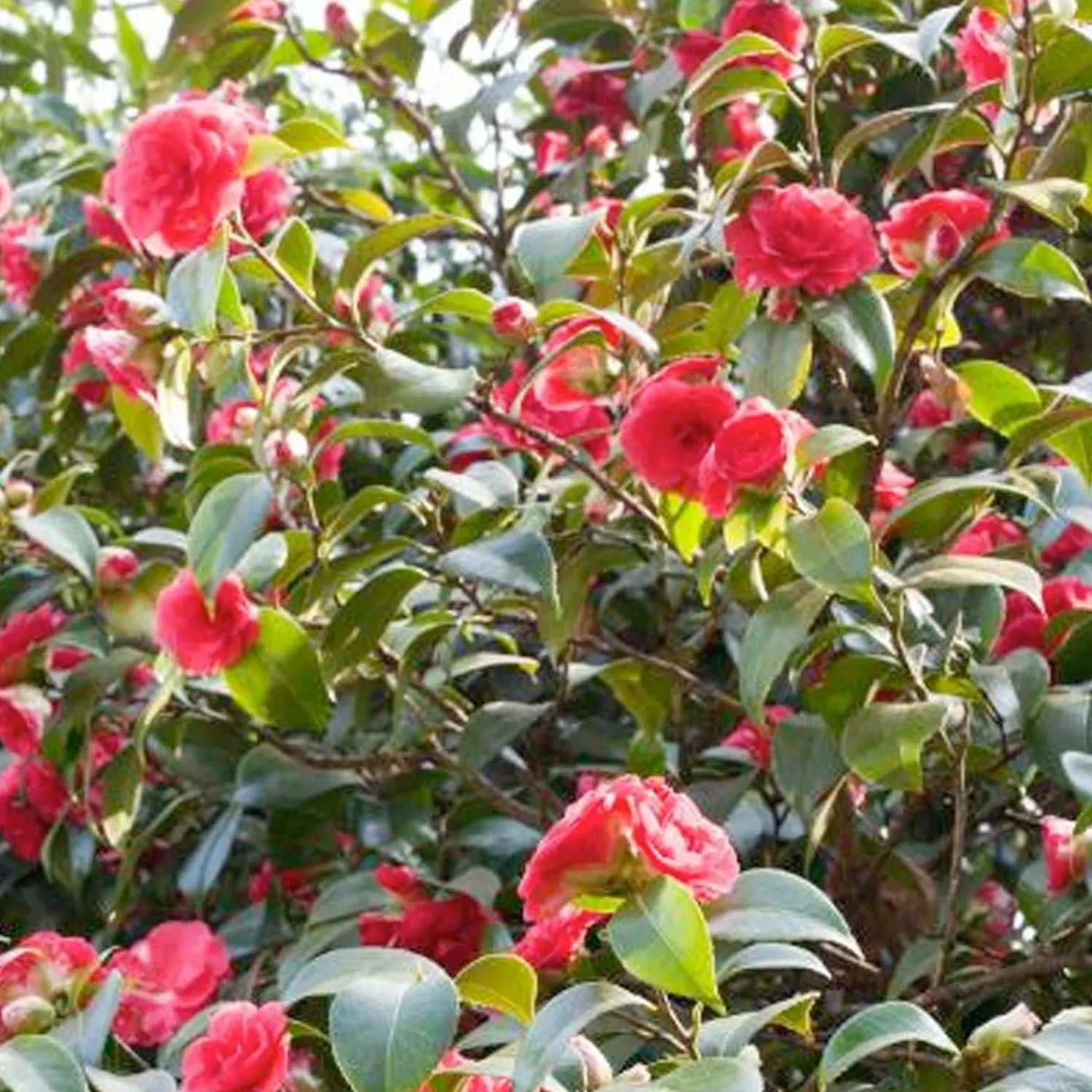 camellia_mathotiana_supreme__mathotiana_supreme_camellia___gallon_0.webp Camellia 'Mathotiana Supreme' - Mathotiana Supreme Camellia - 5 Gallon>Roger's Gardens Cheap