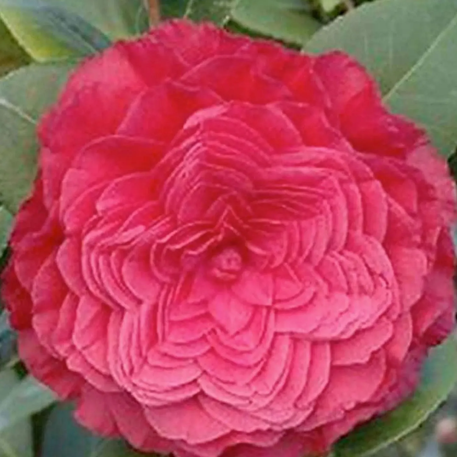 camellia_nuccios_bella_rosa__nuccios_bella_rossa_camellia___gallon_0.webp Camellia 'Nuccio's Bella Rosa' - Nuccio's Bella Rossa Camellia - 5 Gallon>Roger's Gardens Flash Sale