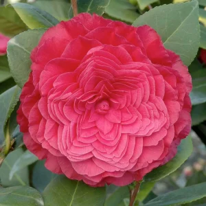 Camellia 'Nuccio's Bella Rossa - Nuccio's Bella Rossa Camellia - 2 Gallon>Roger's Gardens Best Sale