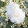Camellia 'Nuccio's Gem' - Nuccio's Gem Camellia - 7 Gallon>Roger's Gardens Fashion