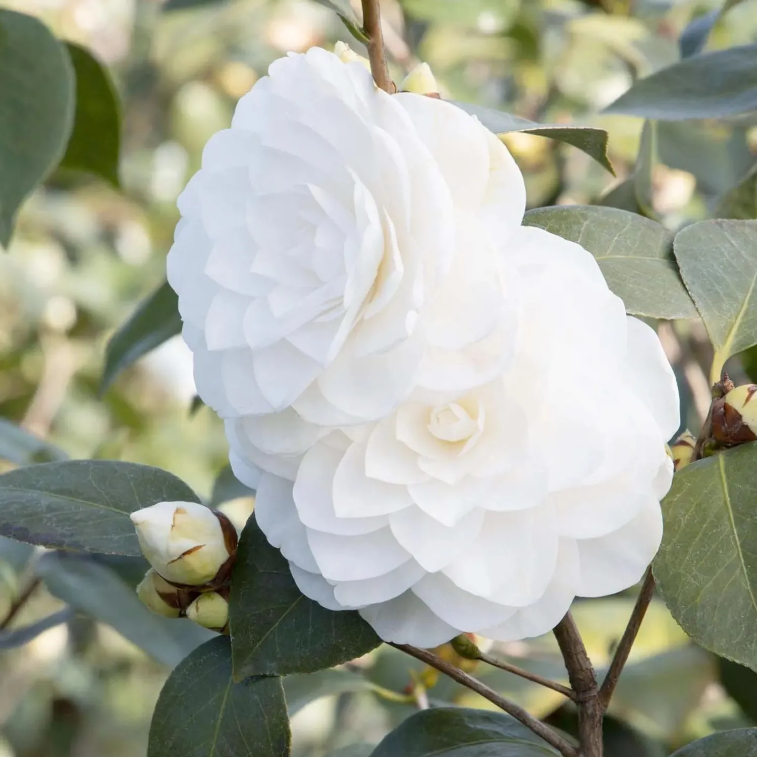 camellia_nuccios_gem__nuccios_gem_camellia___gallon_0.webp Camellia 'Nuccio's Gem' - Nuccio's Gem Camellia - 7 Gallon>Roger's Gardens Fashion