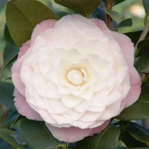 Camellia 'Nuccio's Pearl' - Nuccio's Pearl Camellia - 7 Gallon>Roger's Gardens Discount