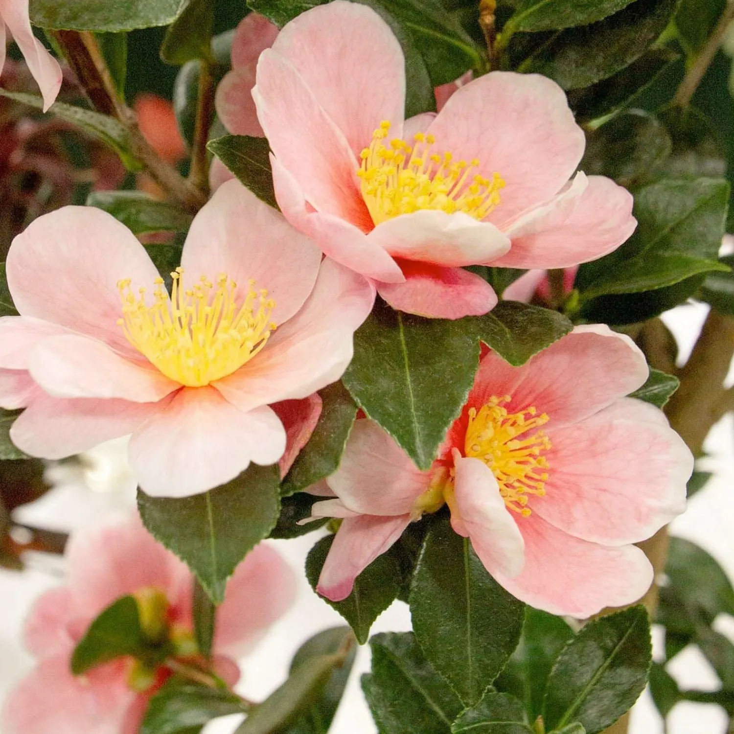 camellia_pinkaboo_pp__pinkaboo_camellia___gallon_0.webp Camellia 'Pink-A-Boo'® Pp - Pink-A-Boo Camellia - 5 Gallon>Roger's Gardens Clearance