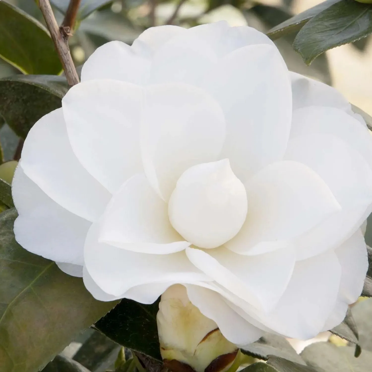 camellia_swan_lake__swan_lake_camellia___gallon_0.webp Camellia 'swan Lake'® - Swan Lake Camellia - 7 Gallon>Roger's Gardens Discount