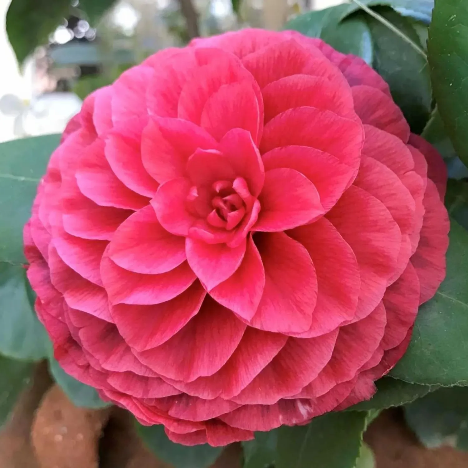 camellia_vestito_rosso__vestito_rosso_camellia___gallon_0.webp Camellia 'Vestito Rosso'® - Vestito Rosso Camellia - 7 Gallon>Roger's Gardens Clearance