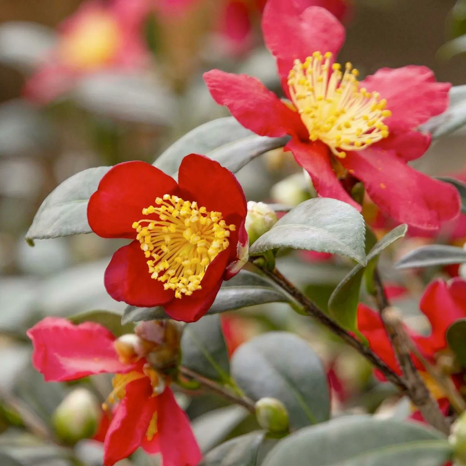 camellia_yuletide__yuletide_camellia___gallon_0-1.webp Camellia 'Yuletide' - Yuletide Camellia - 7 Gallon>Roger's Gardens New