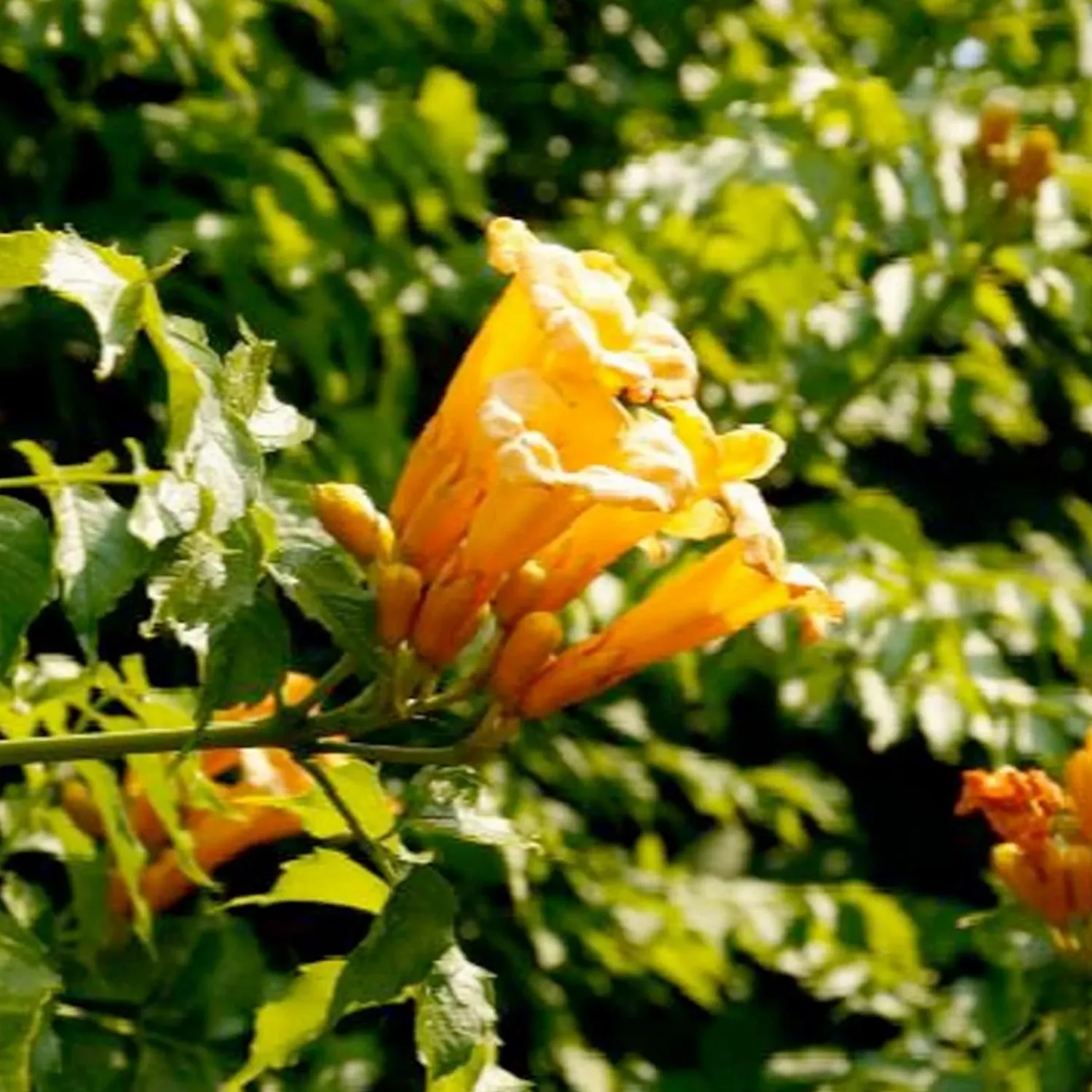 campsis_flava__campsis_trumpet_vine___gallon_0.webp Campsis Flava - Campsis Trumpet Vine - 5 Gallon>Roger's Gardens Cheap