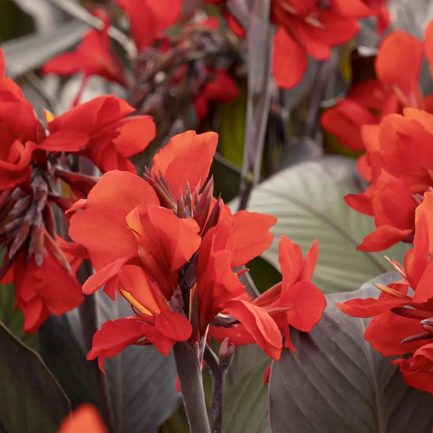 canna_bronze_scarlet__bronze_scarlet_canna_lily___gallon_0.webp Canna 'Bronze Scarlet'® - Bronze Scarlet Canna Lily - 1 Gallon>Roger's Gardens Best