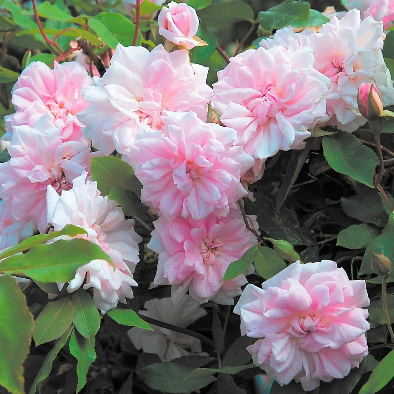 cecile_brunner___gallon_0-1.webp Cecile Brunner - 5 Gallon>Roger's Gardens Online