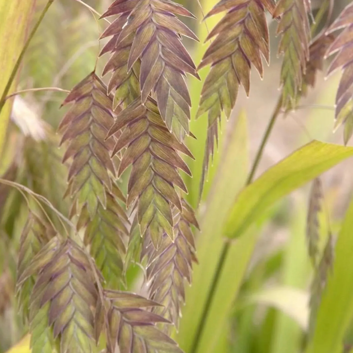 chasmanthium_latifolium__northern_sea_oats___gallon_0.webp Chasmanthium Latifolium - Northern Sea Oats - 1 Gallon>Roger's Gardens Sale