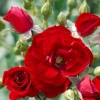 Cherry Frost - Climbing - Staked - 15 Gallon>Roger's Gardens Outlet