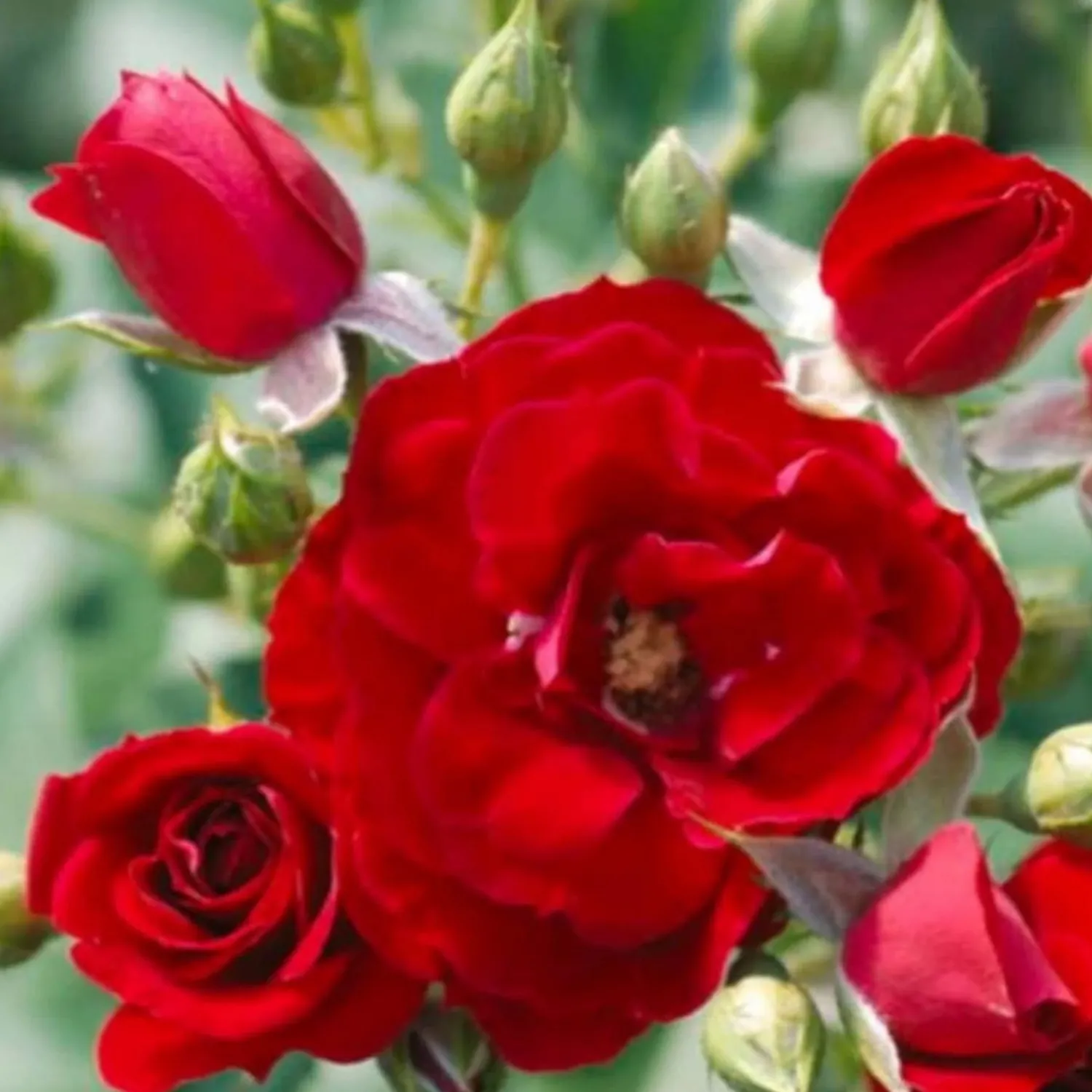 cherry_frost__climbing__staked___gallon_0.webp Cherry Frost - Climbing - Staked - 15 Gallon>Roger's Gardens Outlet