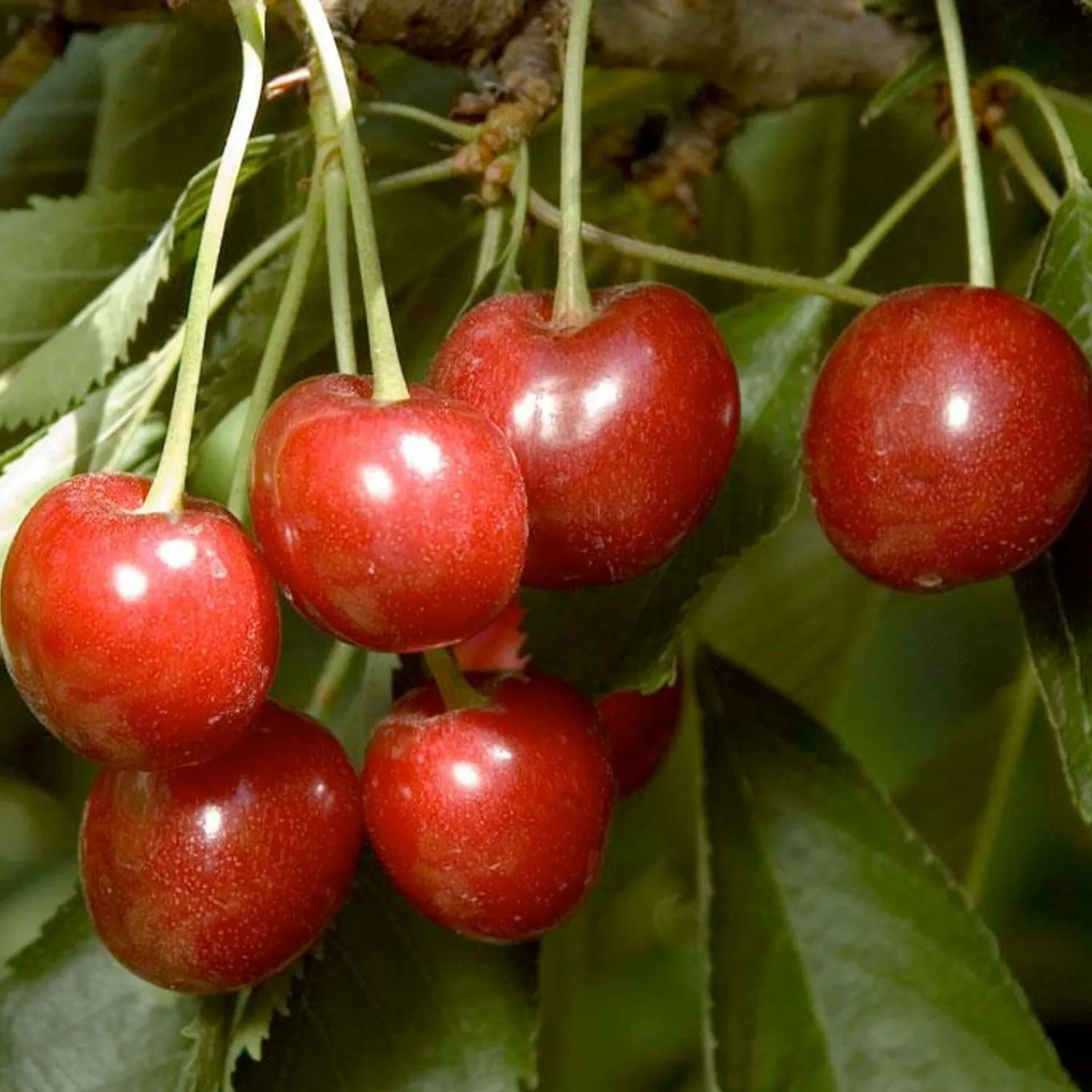 cherry_minnie_royal__std_root___gallon_0.webp Cherry 'Minnie Royal' - Std. Root - #15 Gallon>Roger's Gardens Cheap