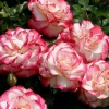 Cherry Parfait - 5 Gallon>Roger's Gardens Store