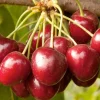 Cherry 'Royal Crimson' - Std. Root - 24" Box>Roger's Gardens Cheap
