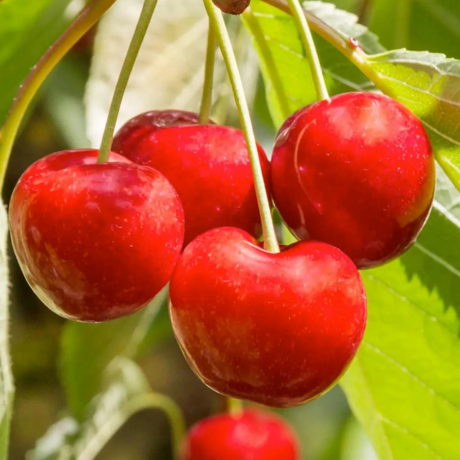 cherry_royal_lee__std_root___gallon_0-1.webp Cherry 'Royal Lee' - Std. Root - #5 Gallon>Roger's Gardens Flash Sale