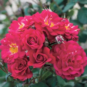 Children's Hope - 5 Gallon>Roger's Gardens Shop