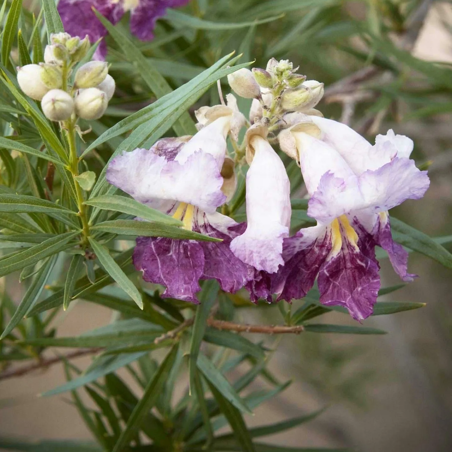 chilopsis_timeless_beauty__desert_willow___gallon_0.webp Chilopsis 'Timeless Beauty'® - Desert Willow - 15 Gallon>Roger's Gardens Hot