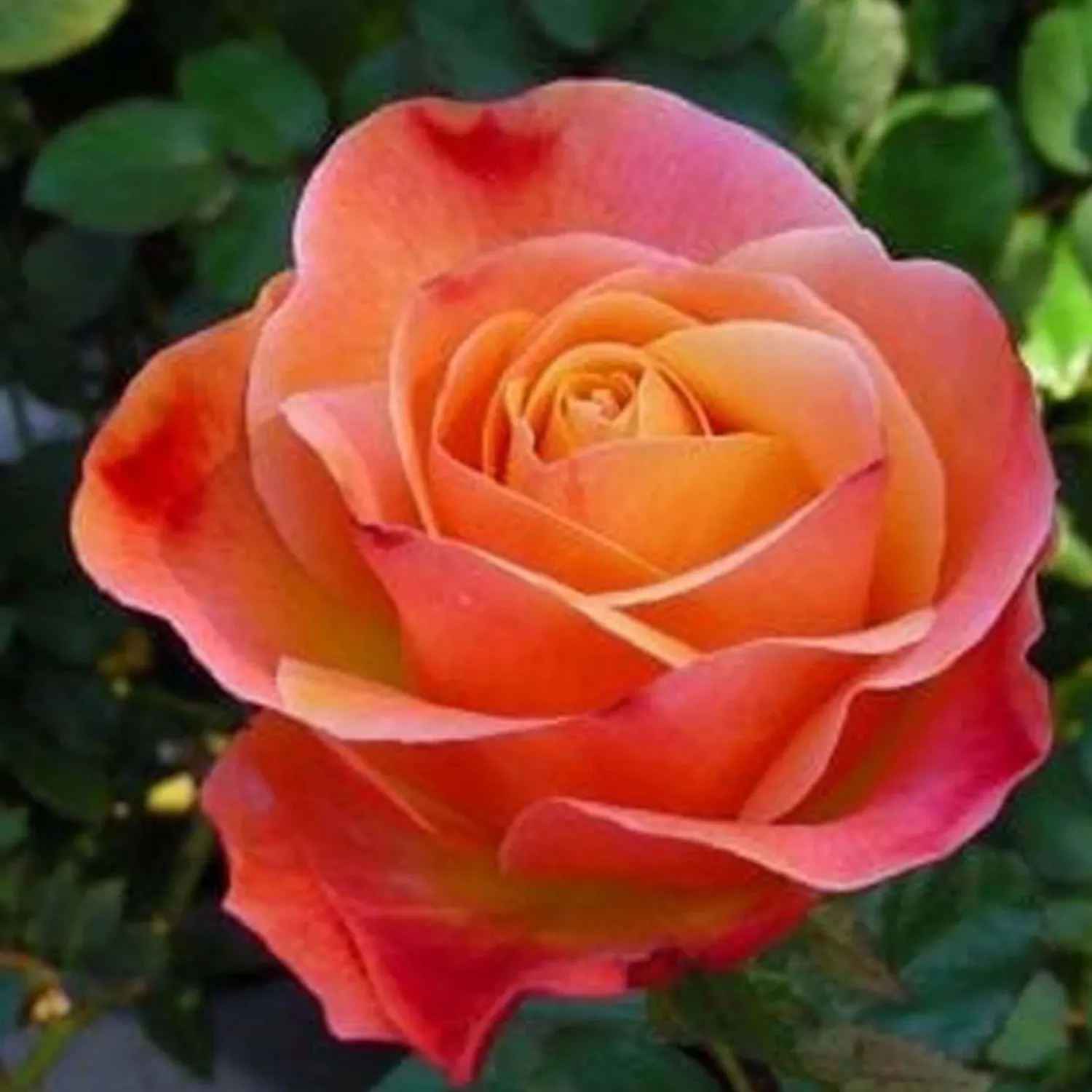 colorific___gallon_0.webp Colorific - 5 Gallon>Roger's Gardens Online