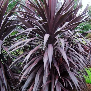 Cordyline 'Burgundy Spire' Pp - Burgundy Spire Dracaena Palm - 5 Gallon>Roger's Gardens Store