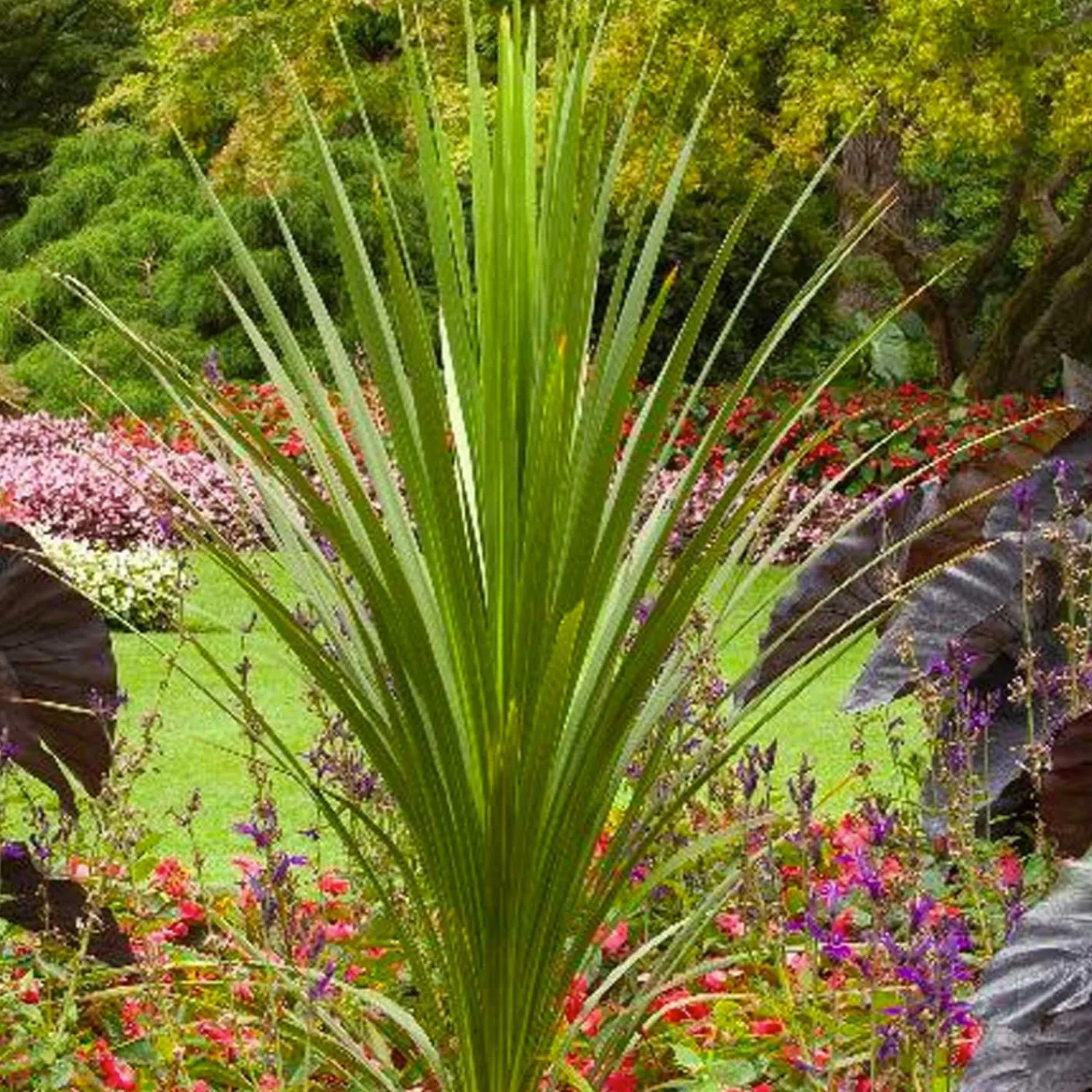 cordyline_indivisa__blue_dracaena_palm___gallon_0.webp Cordyline Indivisa - Blue Dracaena Palm - 1 Gallon>Roger's Gardens Flash Sale