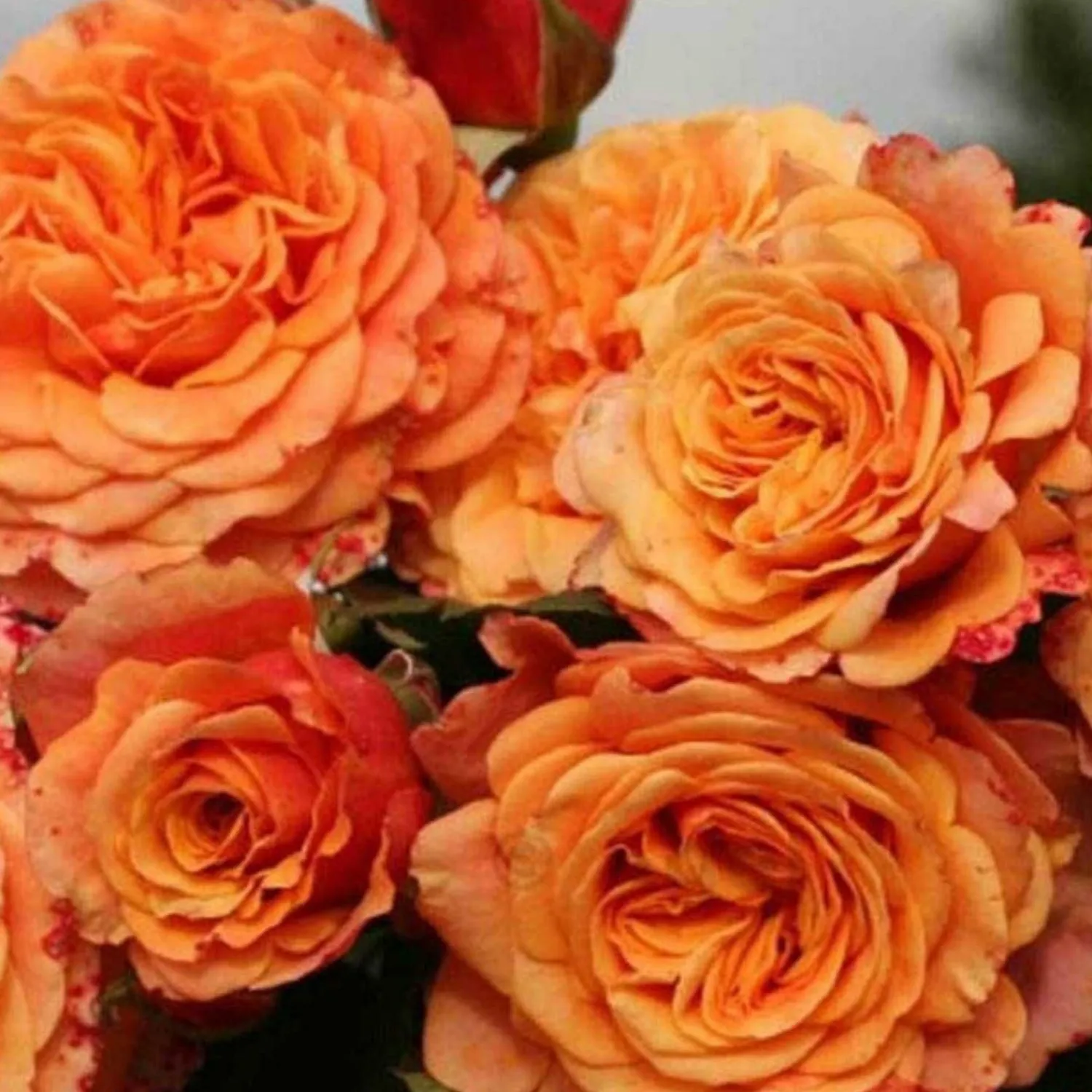 crazy_love___gallon_0.webp Crazy Love - 5 Gallon>Roger's Gardens Clearance
