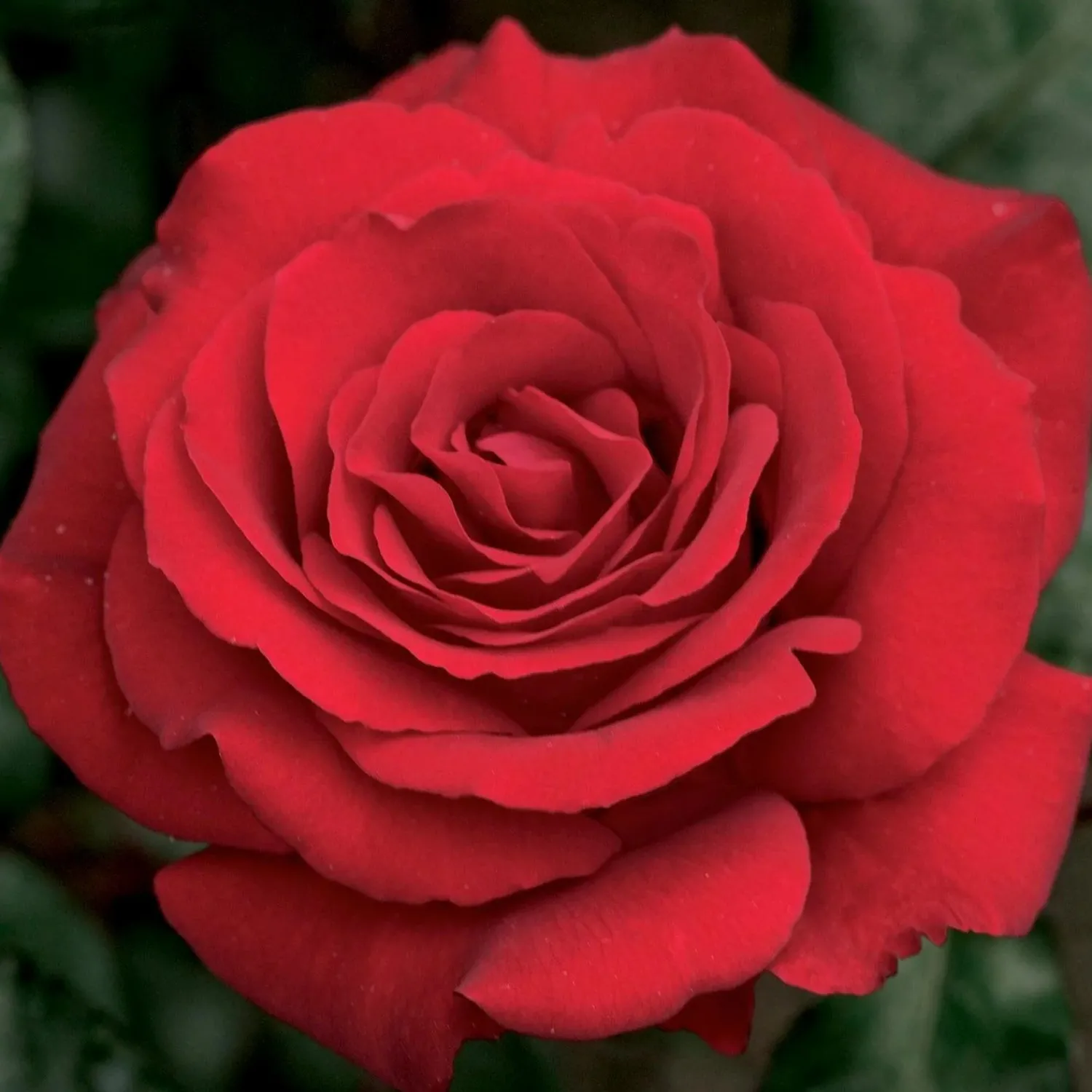 crimson_bouquet___gallon_0-1.webp Crimson Bouquet - 5 Gallon>Roger's Gardens Cheap