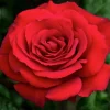 Crimson Bouquet - 15 Gallon>Roger's Gardens Cheap