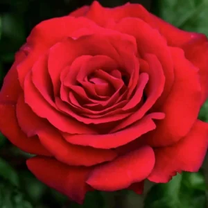 Crimson Bouquet - 15 Gallon>Roger's Gardens Cheap