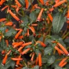 Cuphea 'Cherrybells'>Roger's Gardens Sale