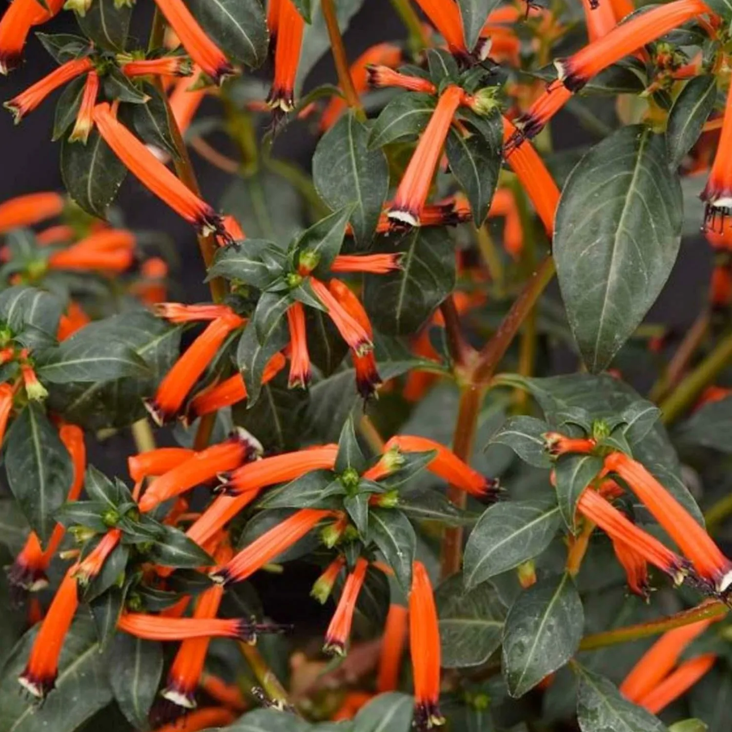 cuphea_cherrybells_0.webp Cuphea 'Cherrybells'>Roger's Gardens Sale