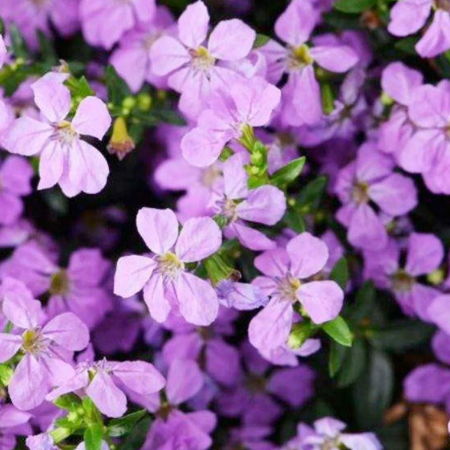 cuphea_floriglory_sofia_0.webp Cuphea 'Floriglory Sofia'>Roger's Gardens Best