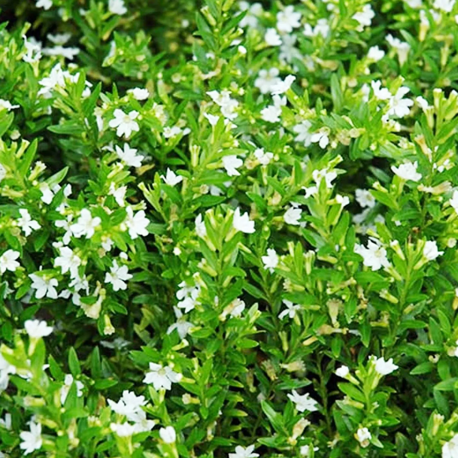 cuphea_itsy_bitsy_white__false_heather___gallon_0.webp Cuphea 'Itsy Bitsy White'® - False Heather - 1 Gallon>Roger's Gardens Discount